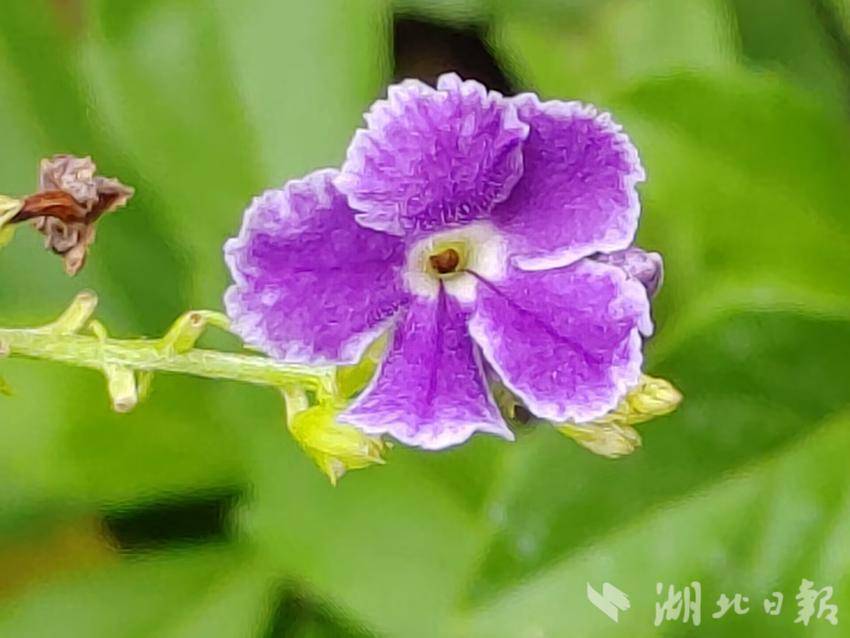 集结号下分怎么下